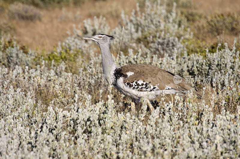 Kori鸨鸟，Etosha NP在纳米比亚